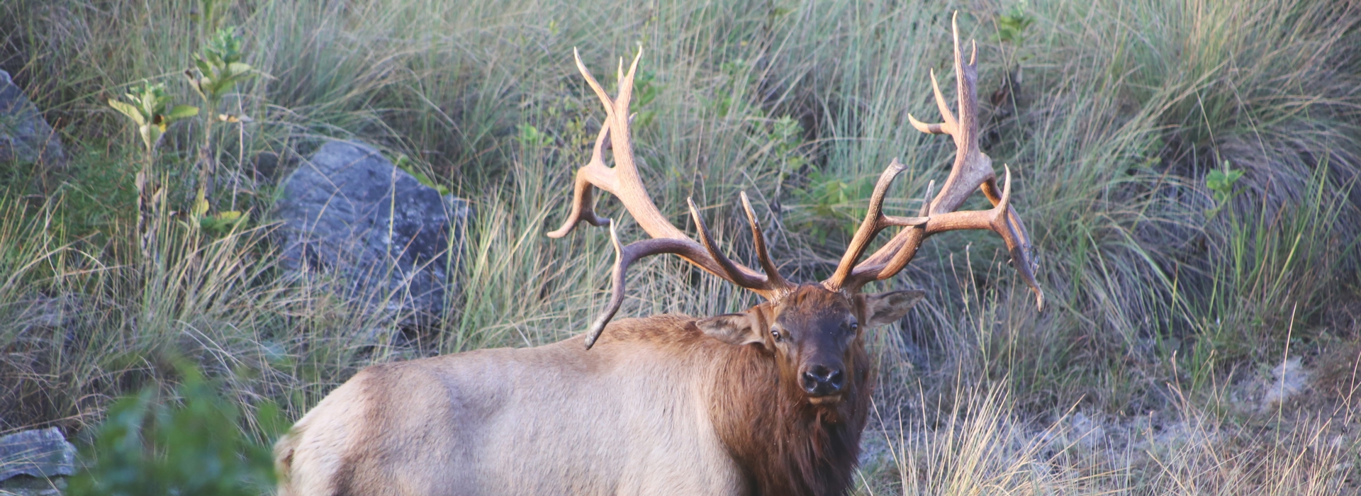 Trophy Elk Hunts in Texas - 400+ Bulls